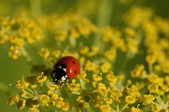 Close-up of a red ladybug on yellow wildflowers