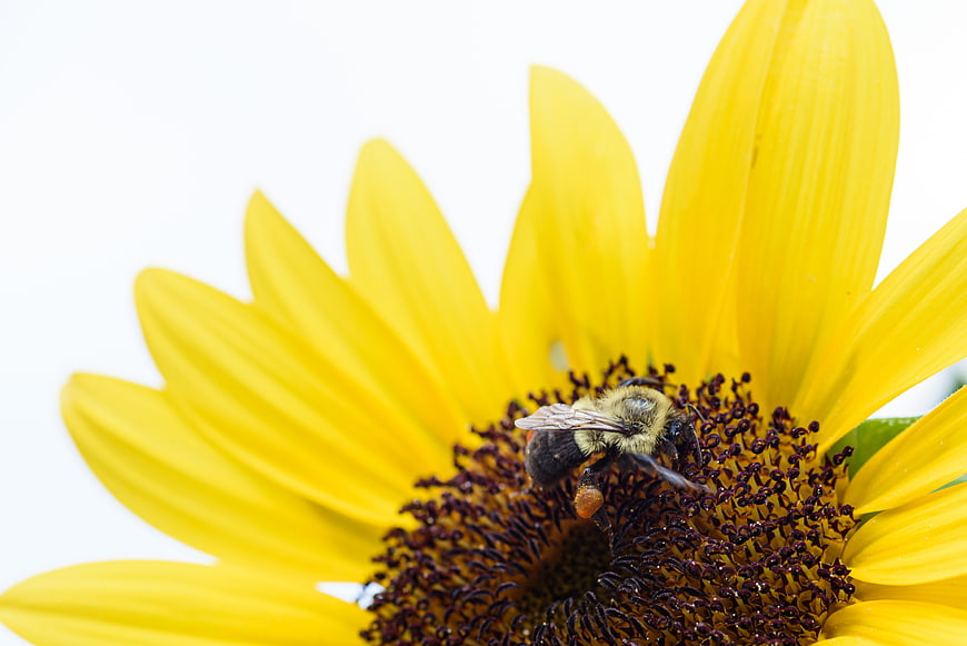 Close-up of a bumblebee pollinating a yellow sunflower