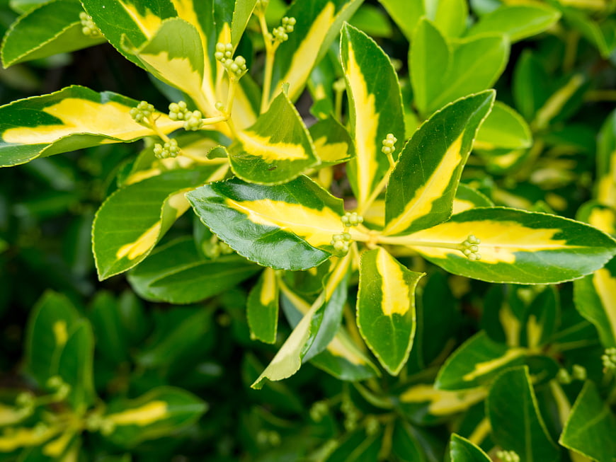 Close-up of Variegated Green and Yellow Leaves with Buds