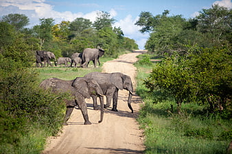African Elephants Crossing a Dirt Road in the Wild