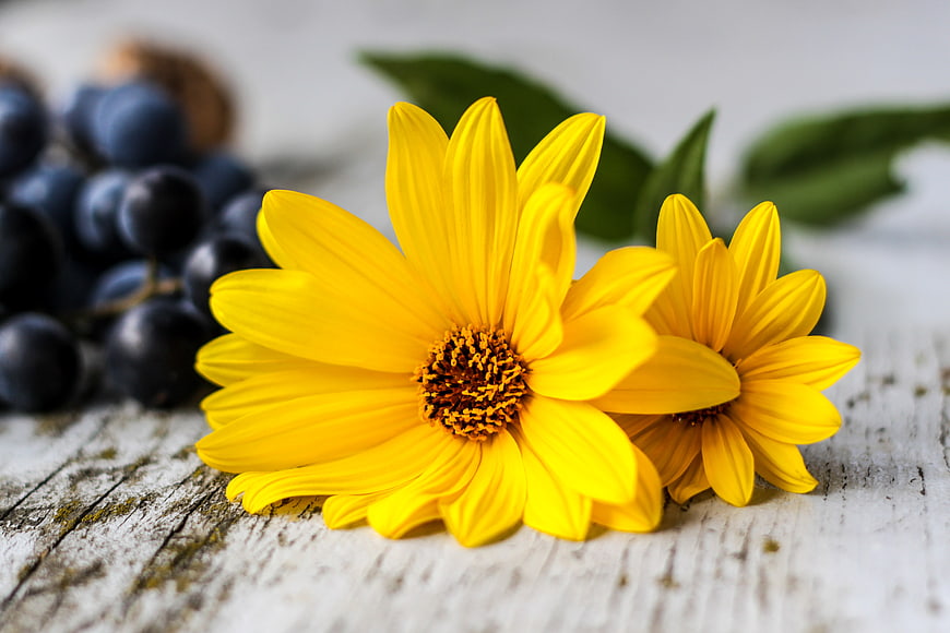 Yellow Sunflowers and Grapes on Rustic White Wood