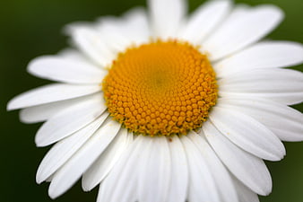 Close-up of a white daisy with yellow center