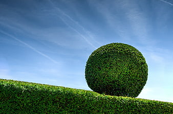 Perfectly spherical boxwood bush against blue sky
