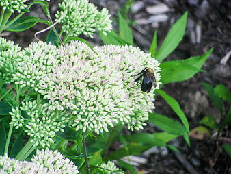 Bumblebee Pollinating White Sedum Flowers in Garden