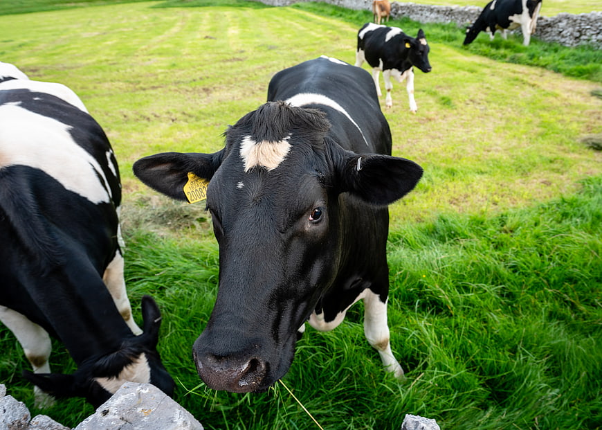 Close-up of curious black and white cow in green pasture