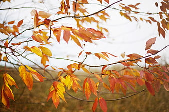Vibrant autumn leaves on branches against a blurred background