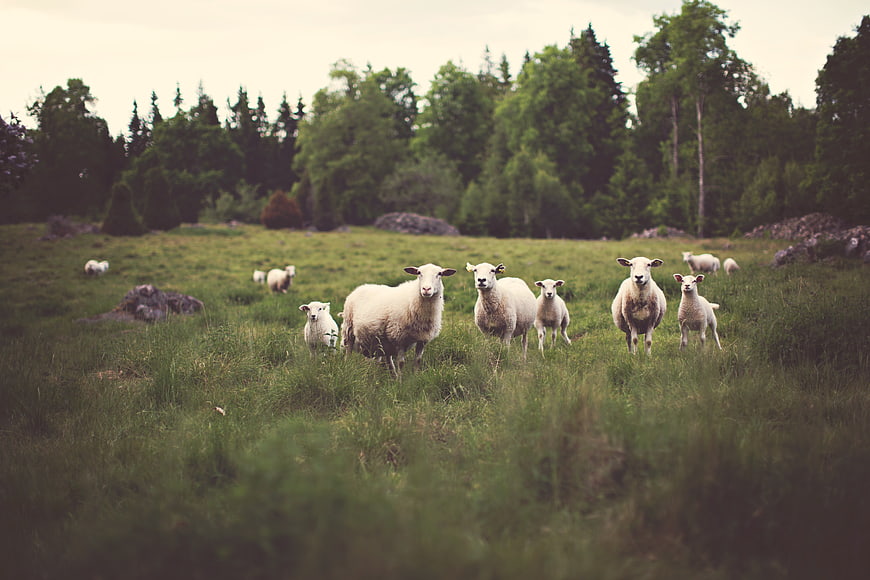Curious sheep and lambs grazing in a green meadow