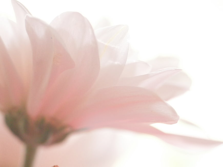 Soft Pink Flower Petals Close Up on White Background