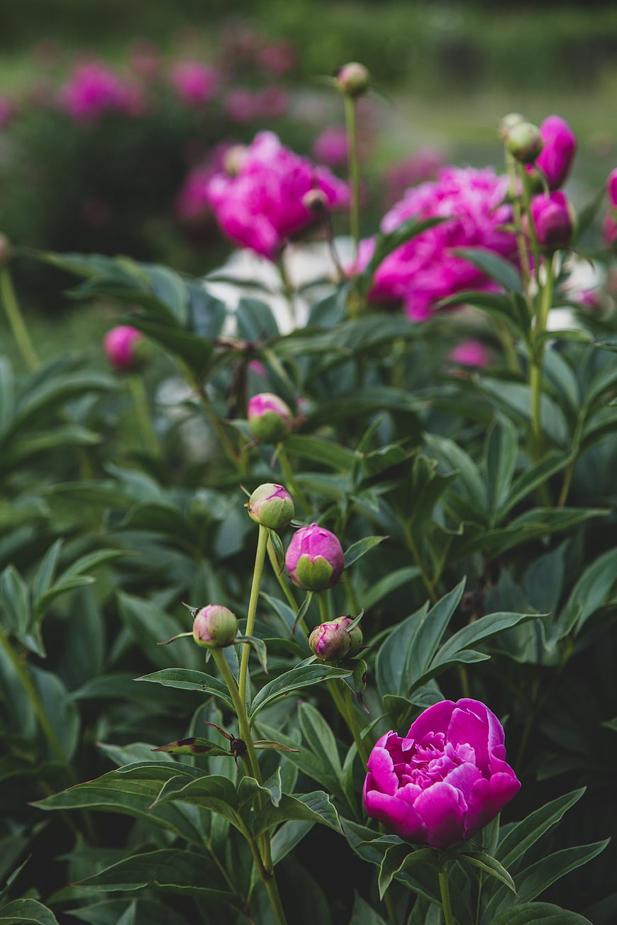 Vibrant Pink Peonies Blooming in a Lush Green Garden