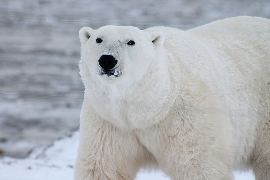 Close-up of a majestic polar bear in snowy arctic habitat
