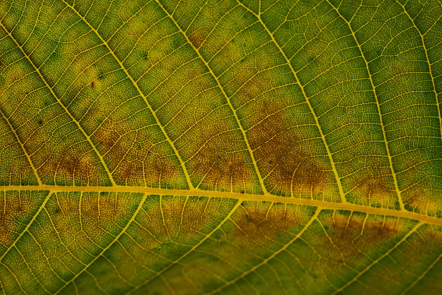 Macro Close-Up of Green Leaf Texture with Veins