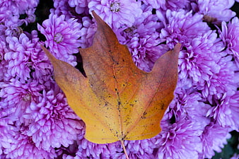 Autumn Maple Leaf on Purple Chrysanthemums
