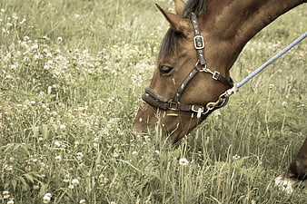 Brown Horse Grazing in a Wildflower Meadow