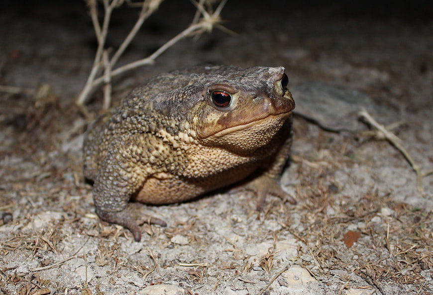 Close-up of a large toad on sandy ground at night