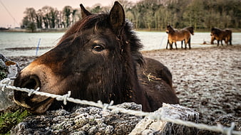 Close-up of dark horse resting head on frosty stone wall