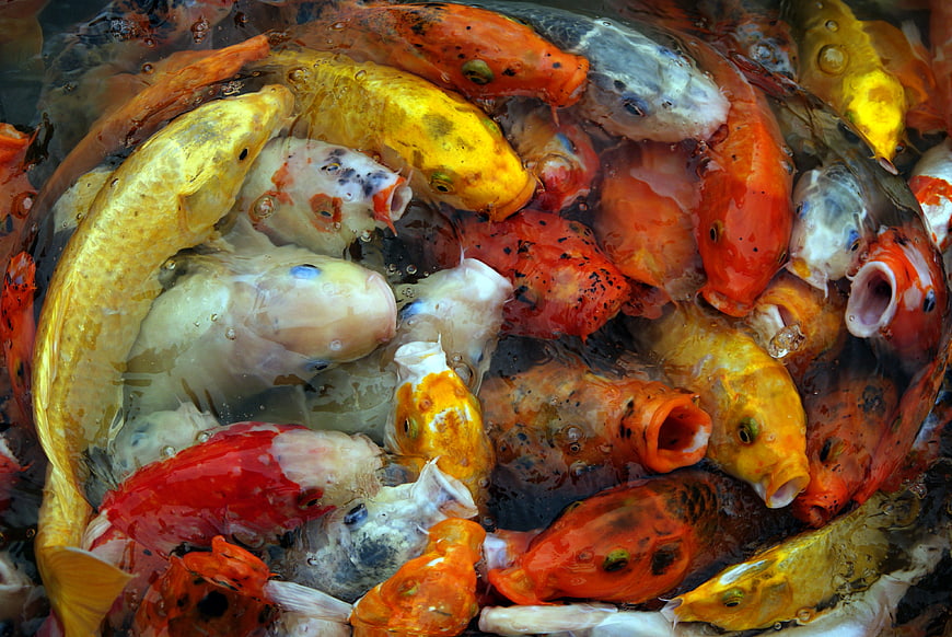 Colorful Koi Fish Feeding in Pond Close Up