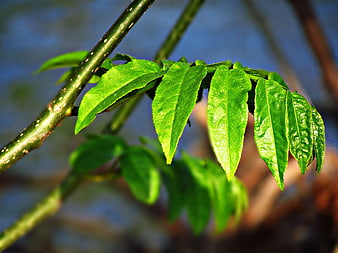 Close-up of vibrant green leaves on a branch