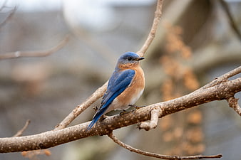 Eastern Bluebird Perched on Bare Branch in Spring
