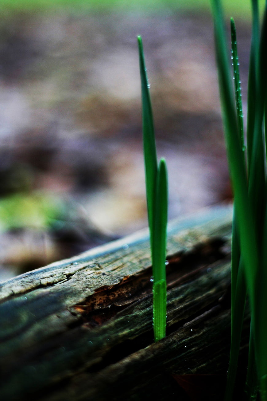 Green grass sprout growing from weathered wood with water droplets