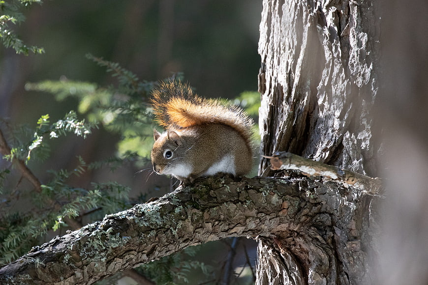 Red squirrel perched on tree branch in forest