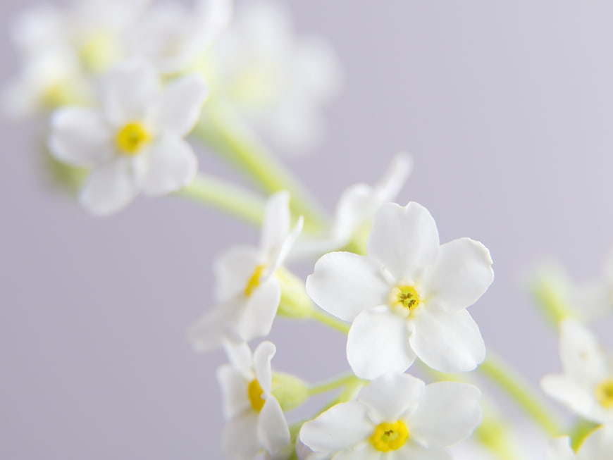 Close-up of delicate white flowers with yellow centers on soft background