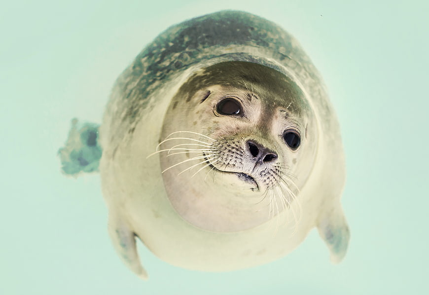 Cute Seal Swimming Underwater Close Up
