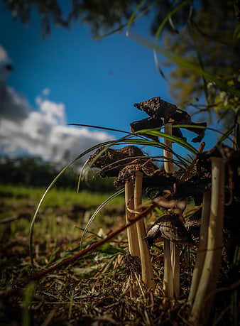 Low angle shot of dark mushrooms in grass against blue sky
