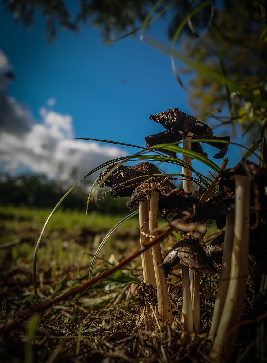 Low angle shot of dark mushrooms in grass against blue sky