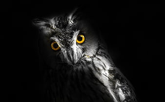 Close-up portrait of a great horned owl with glowing yellow eyes