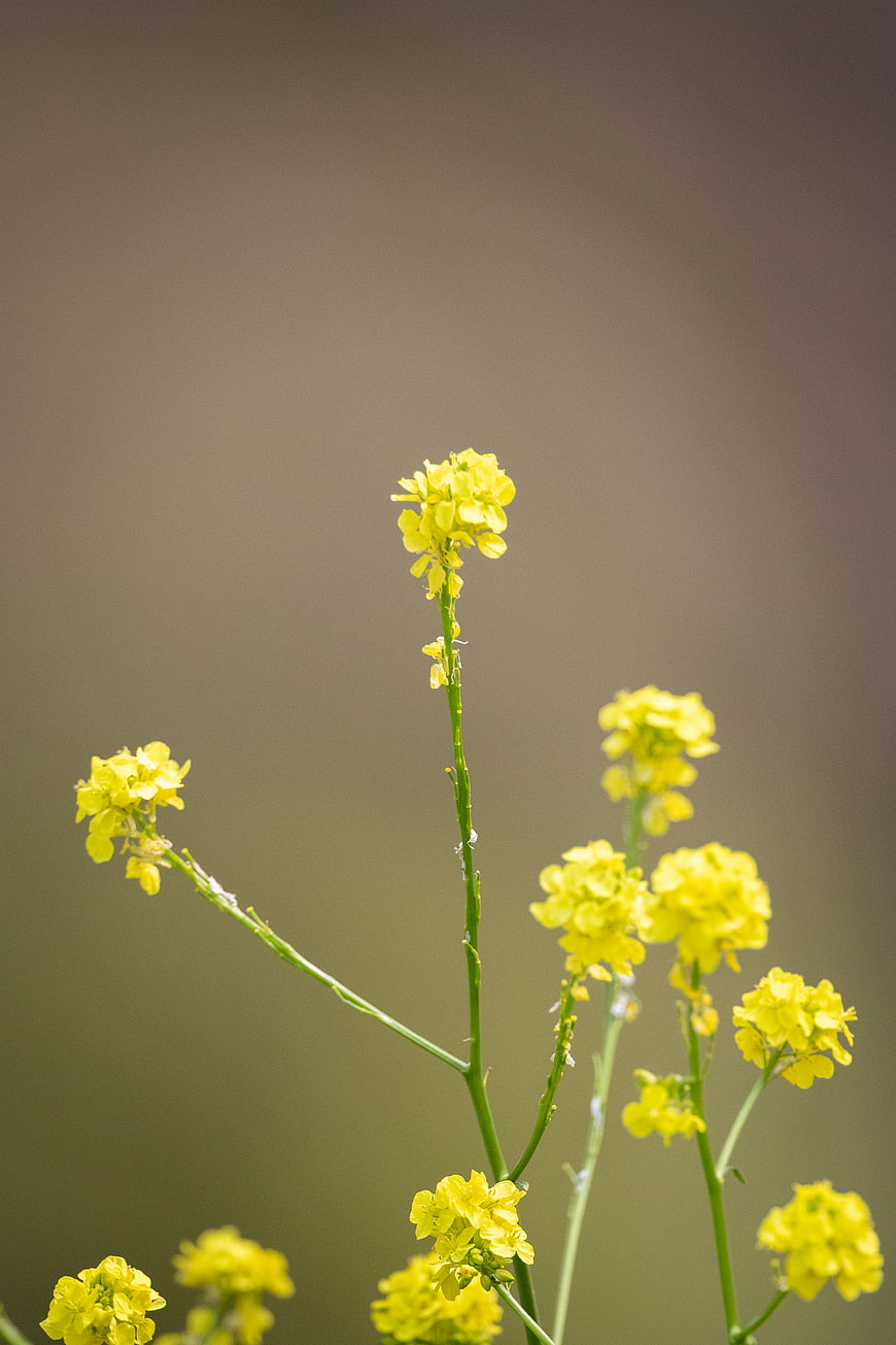 Yellow wildflowers against blurred natural background