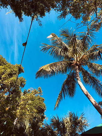Low Angle View of Palm Trees Against Blue Sky