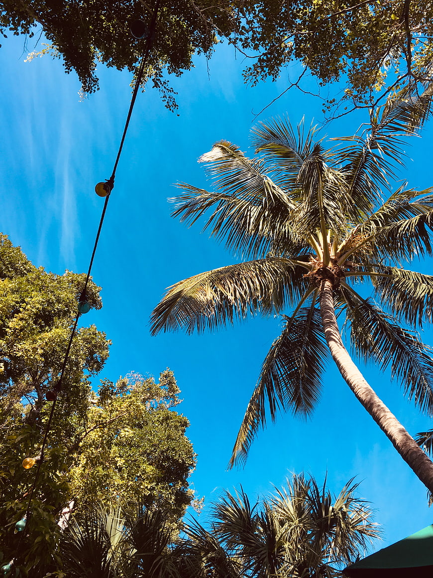 Low Angle View of Palm Trees Against Blue Sky