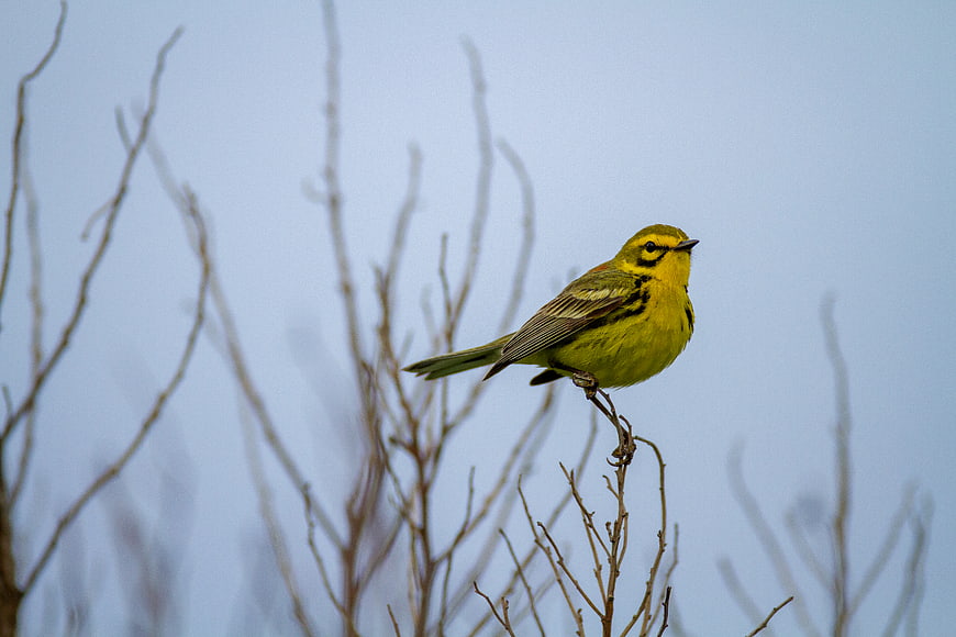 Yellow Prairie Warbler Perched on Bare Branch Against Blue Sky