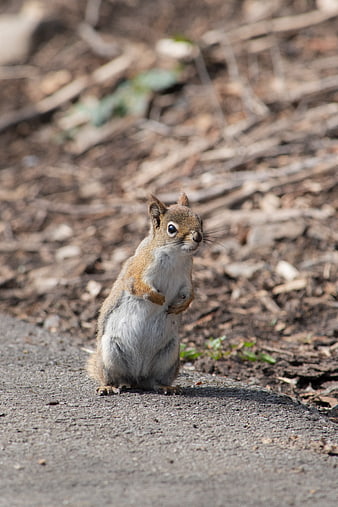 Cute squirrel standing on hind legs in a garden