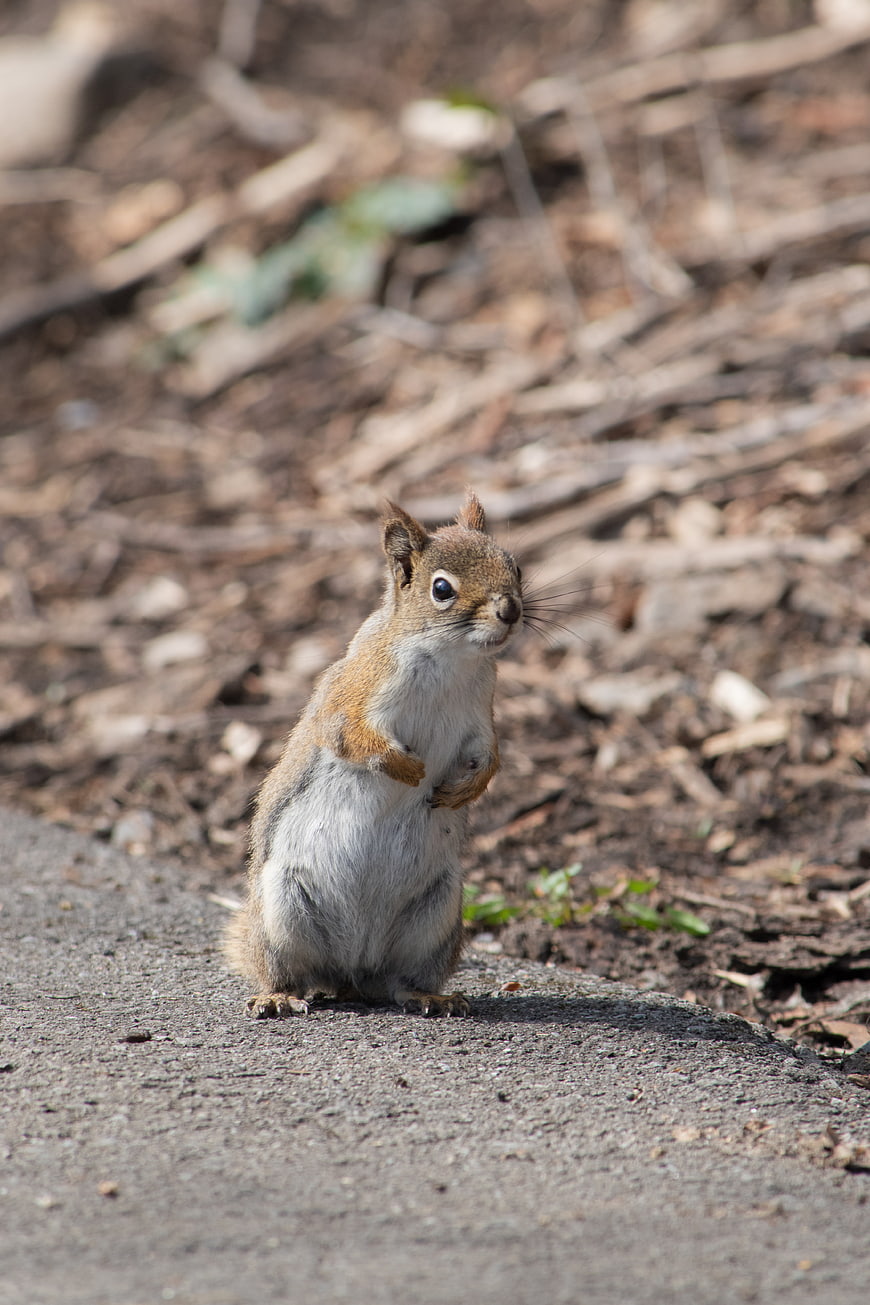 Cute squirrel standing on hind legs in a garden