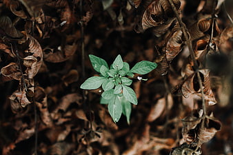 Small green plant sprouting among dried brown leaves