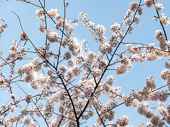 White Cherry Blossoms Against Blue Sky