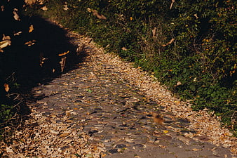 Cobblestone path with falling autumn leaves in a forest