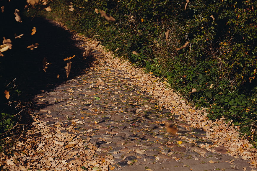 Cobblestone path with falling autumn leaves in a forest