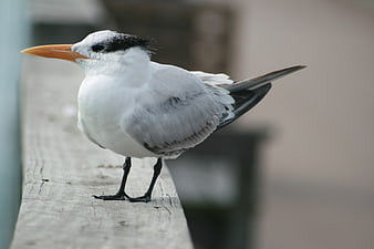 Royal Tern perched on wooden railing with blurred background