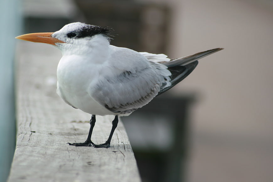 Royal Tern perched on wooden railing with blurred background
