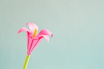 Pink Origami Lily Flower on Pastel Blue Background