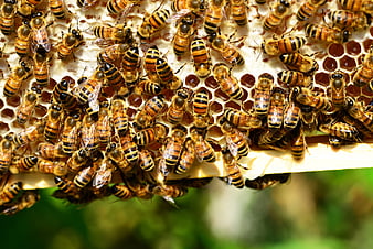 Close-up of Honeybees on a Honeycomb Frame