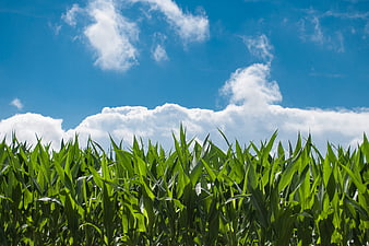 Lush Green Corn Field Under Blue Sky with Clouds