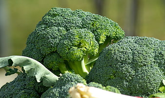 Fresh Green Broccoli Heads Close Up