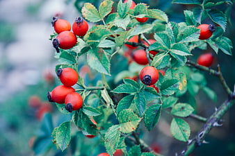 Close-up of red rose hips on a green bush
