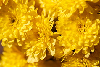 Close-up of bright yellow chrysanthemum flowers