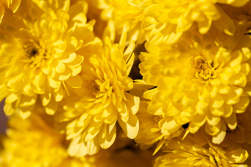 Close-up of bright yellow chrysanthemum flowers