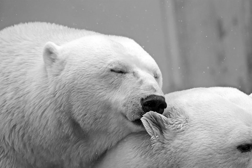 Close-up of sleeping polar bear resting head on companion
