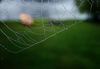 Macro photography of spider web with dew drops on green background